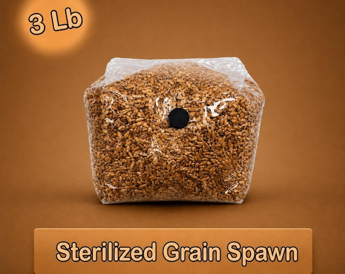 3 lb Sterilized Rye Grain Bag for Mushroom Growing | Self-Healing Injection Port | Mycology Grain Bag