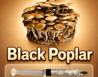 Black Poplar Pioppino Liquid Culture Syringe 10ml (Agrocybe aegerita), Live Gourmet Mycelium for Mushroom Grow Kits, Beginner Friendly