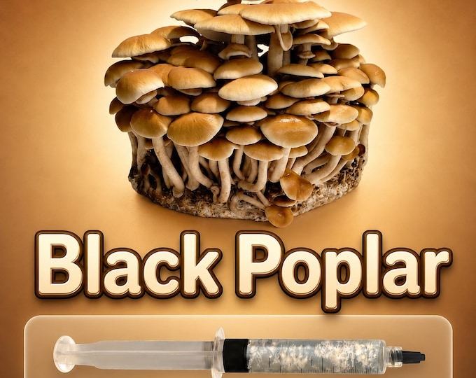 Black Poplar Pioppino Liquid Culture Syringe 10ml (Agrocybe aegerita), Live Gourmet Mycelium for Mushroom Grow Kits, Beginner Friendly