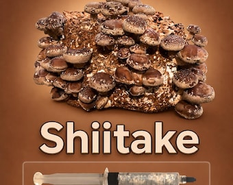 Shiitake Mushroom Liquid Culture Syringe 10ml (Lentinula edodes), Live Gourmet Mycelium for Log & Grow Kits, Beginner Friendly