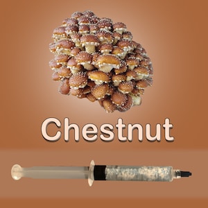 Chestnut Mushroom Liquid Culture