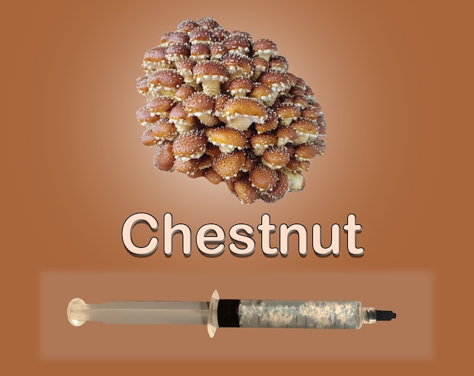 Chestnut Mushroom Liquid Culture