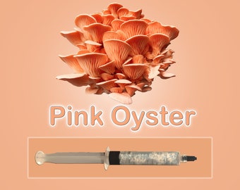 Pink Oyster Mushroom Liquid Culture