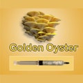 Gold Oyster Mushroom Liquid Culture