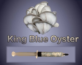 King Blue Oyster Mushroom Liquid Culture