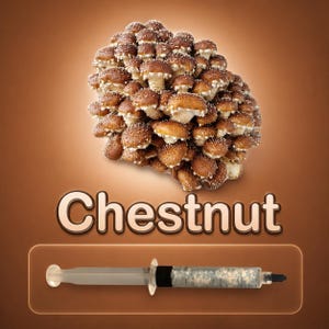 Chestnut Mushroom Liquid Culture Syringe 10ml (Pholiota adiposa), Live Gourmet Mycelium for Grow Kits, Beginner Friendly