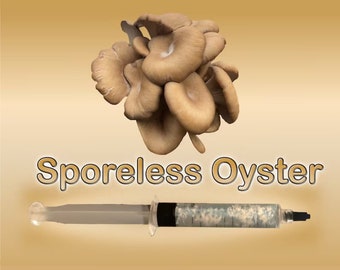 Sporeless Oyster Mushroom Liquid Culture