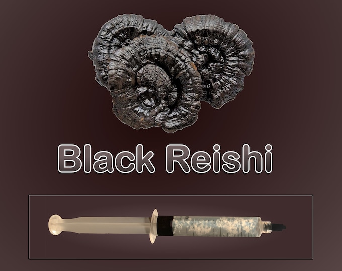 Black Reishi Liquid Culture