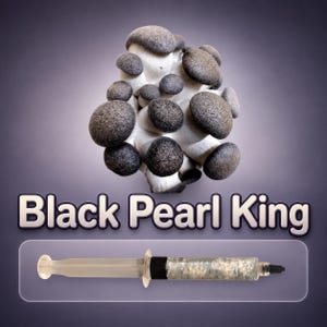 Black Pearl King Oyster Liquid Culture Syringe 10ml (Pleurotus), Live Gourmet Mushroom Mycelium for Grow Kits, Beginner Friendly