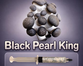 Black Pearl King Oyster Liquid Culture Syringe 10ml (Pleurotus), Live Gourmet Mushroom Mycelium for Grow Kits, Beginner Friendly