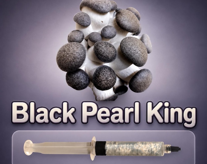 Black Pearl King Oyster Liquid Culture Syringe 10ml (Pleurotus), Live Gourmet Mushroom Mycelium for Grow Kits, Beginner Friendly