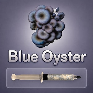 Blue Oyster Mushroom Liquid Culture Syringe 10ml (Pleurotus ostreatus), Live Gourmet Mycelium for Grow Kits, Beginner Friendly