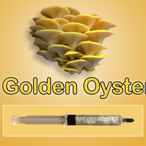 Gold Oyster Mushroom Liquid Culture