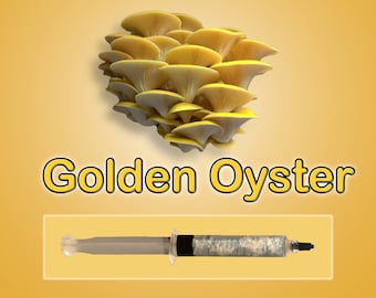 Gold Oyster Mushroom Liquid Culture