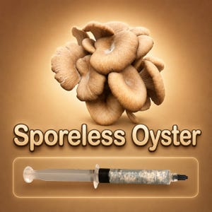 Sporeless Oyster Mushroom Liquid Culture Syringe 10ml (Pleurotus), Low Spore Gourmet Mycelium for Grow Kits, Allergy Friendly