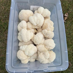 May include: A clear plastic container filled with a large quantity of white lion's mane mushrooms.