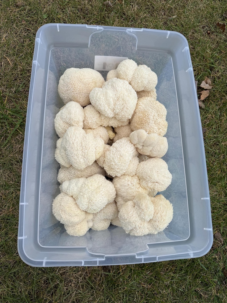May include: A clear plastic container filled with a large quantity of white lion's mane mushrooms.