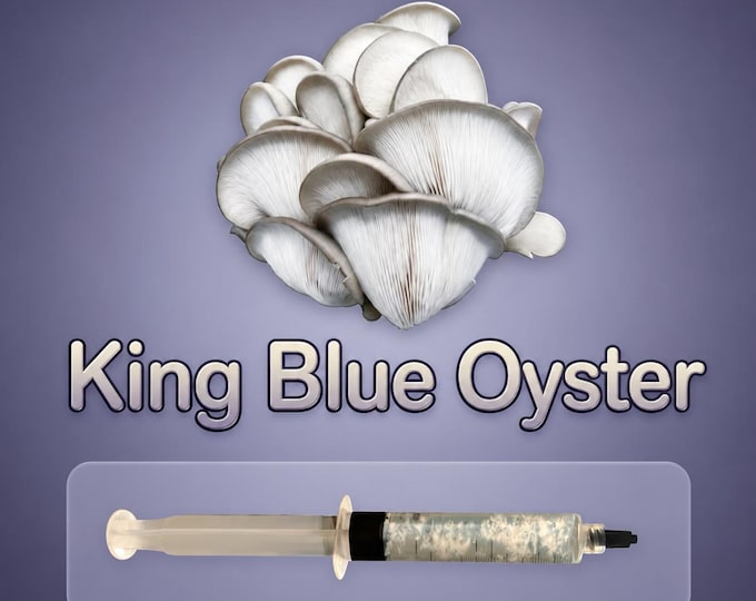King Blue Oyster Mushroom Liquid Culture Syringe 10ml, Live Gourmet Mycelium for Grow Kits, Fast Growing Beginner Friendly