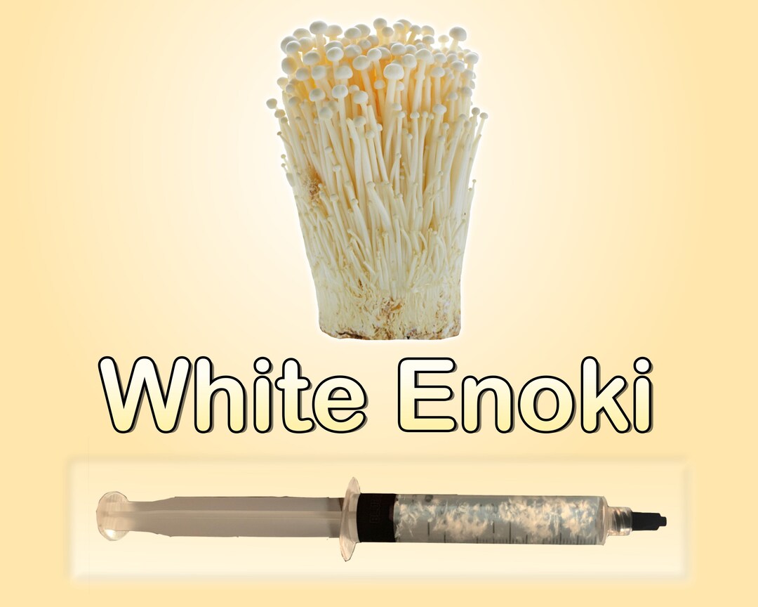 White Enoki Mushroom Liquid Culture 12 Ml Etsy