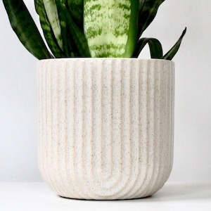 May include: A potted snake plant with long, upright green leaves with lighter green and yellow patterns. The plant is in a cream-colored, textured ceramic pot with vertical grooves. The pot has a rounded shape.