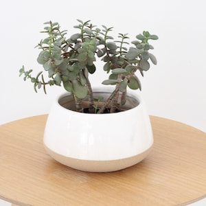 Large Bonsai Pot in White Ceramic on Beige