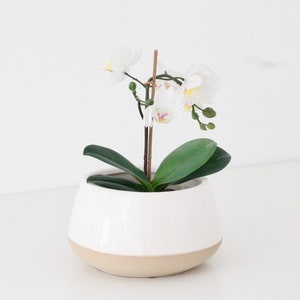 Large Orchid planter in White Ceramic on Beige