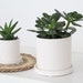 see more listings in the Tabletop Planters section