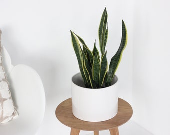 Minimalist Modern Ceramic Plant Pot in White