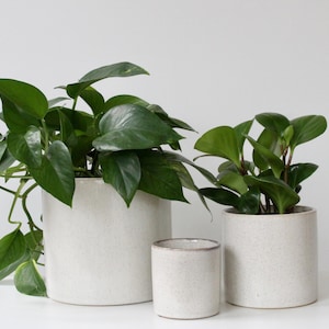 Peut inclure: Trois plantes en pot avec un feuillage vert dans des pots en céramique blanc cassé. Le plus grand pot contient une plante retombante. Les pots sont cylindriques et de tailles différentes, créant un agencement visuellement attrayant.