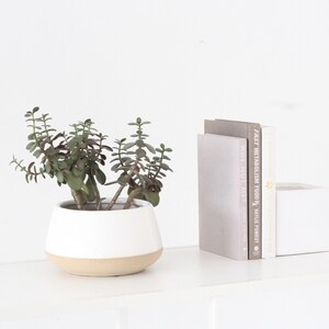 Large Orchid planter in White Ceramic on Beige 画像 2