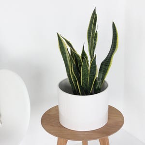 Minimalist Modern Ceramic Plant Pot in White