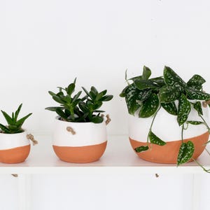 May include: Three potted plants on a white shelf. The pots are white with a terracotta-colored base. The plants include a small succulent, a jade plant, and a trailing pothos. Rope handles are attached to the smaller pots.