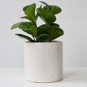 May include: A potted plant with vibrant green leaves in a speckled, off-white ceramic pot. The plant has large, rounded leaves and is set against a plain white background. The pot is cylindrical.