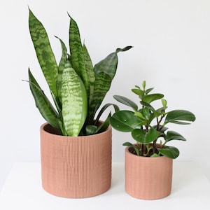 May include: Two potted plants. A tall snake plant with green and light green striped leaves in a textured, peach-coloured pot. A smaller plant with round green leaves in a matching pot.