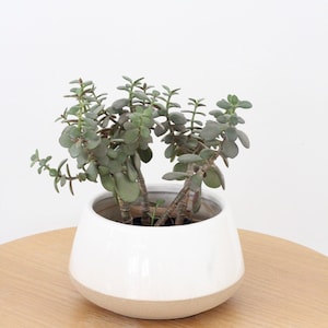 Large Bonsai Pot in White Ceramic on Beige