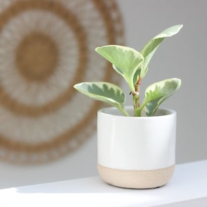 Mini Ceramic Plant Pot Succulent Holder White on Beige