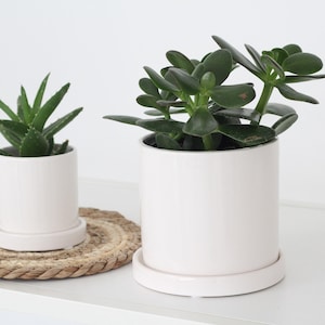 Planter with Saucer in Minimalist Glossy White