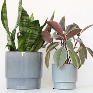 Peut inclure: Deux plantes en pot sur fond blanc. La plante de gauche a de longues feuilles vertes et jaunes rayées dans un pot en céramique bleu clair. La plante de droite a des feuilles vertes et bordeaux dans un pot plus petit assorti.