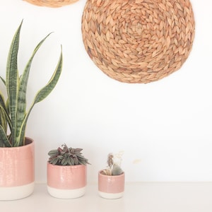 May include: Three potted plants in pink and white ceramic pots. The largest pot holds a snake plant with green and yellow leaves. Two smaller pots contain succulents. Woven wall decor hangs in the background.