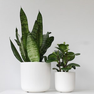 May include: Two potted plants against a white backdrop. The larger plant has long, green and yellow striped leaves. The smaller plant has round, green leaves. Both plants are in white, ribbed ceramic pots.