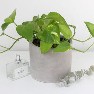 May include: A houseplant in a grey concrete pot with bright green leaves. A clear perfume bottle with the text "THE MATCH" is next to the plant. A sprig of eucalyptus is also present.