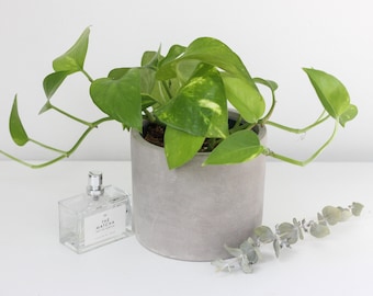 Small Concrete Cement Cylinder Planter Pot