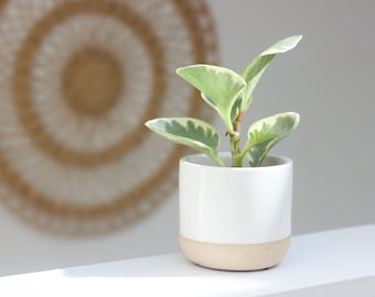 Mini Ceramic Plant Pot Succulent Holder White on Beige