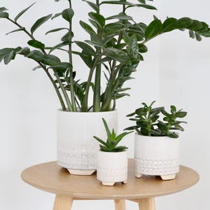 May include: Three potted plants on a round wooden table. The plants are in white ceramic pots with a textured design. The largest pot contains a tall plant with dark green leaves. The other two pots contain smaller plants.