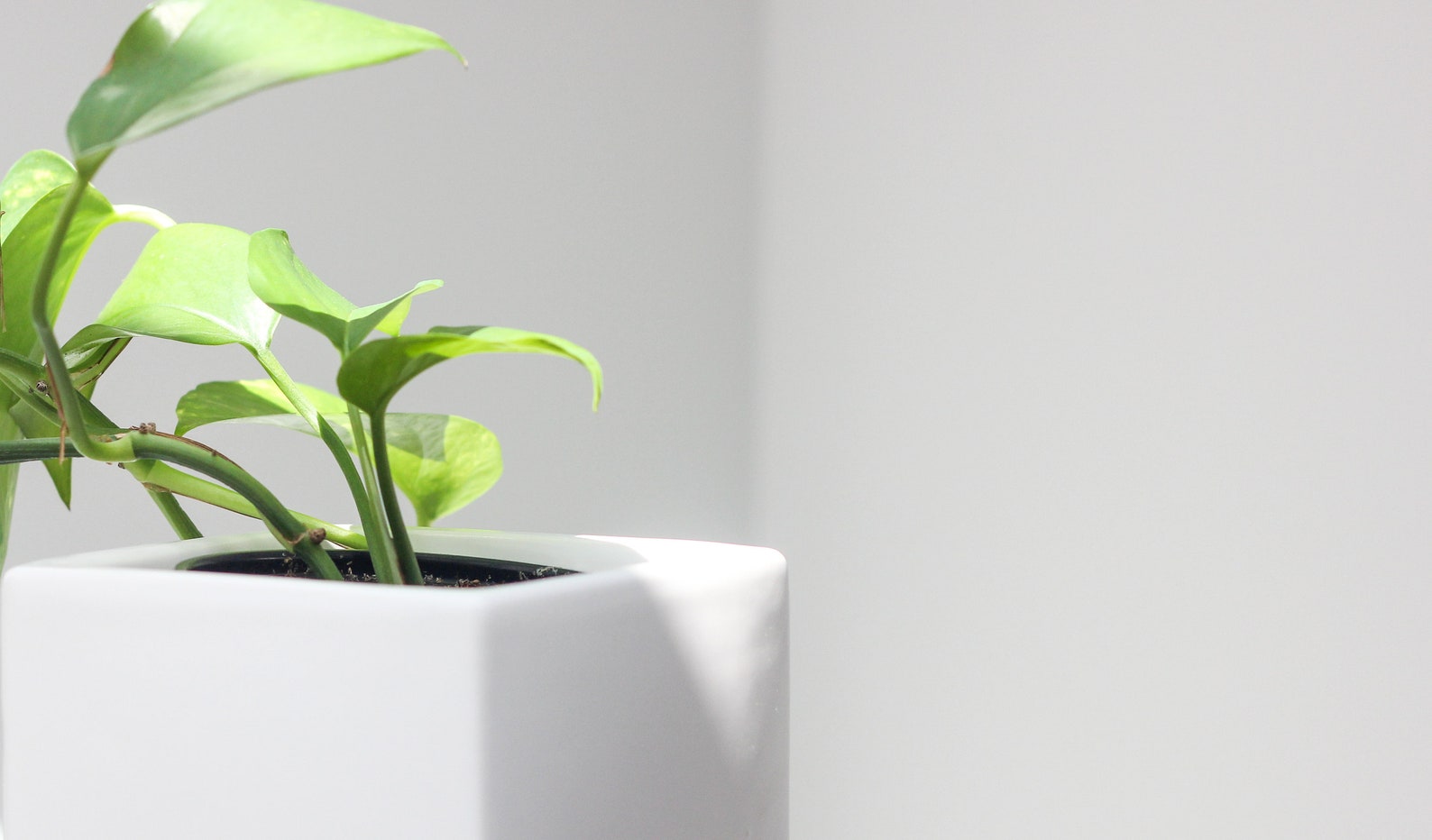 white cube planter