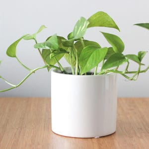 Small Ceramic Plant Pot in White