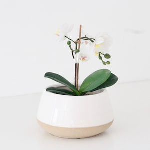Peut inclure: Un pot en céramique blanc avec une base beige contient une orchidée en pot. L'orchidée a des feuilles vertes et de délicates fleurs blanches avec des accents jaunes et roses. Le pot est sur une surface blanche.