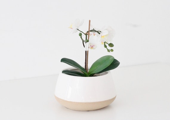 Large Orchid planter in White Ceramic on Beige