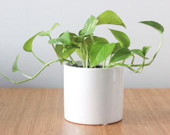 Small Ceramic Plant Pot in White