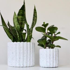 May include: Two potted plants. The larger plant has long, green and yellow striped leaves. The smaller plant has round, green leaves. Both plants are in white speckled pots with a ribbed design.